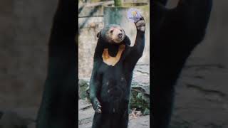 sun bear china #shorts