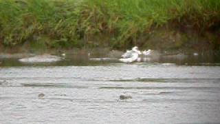 Grey Phalarope