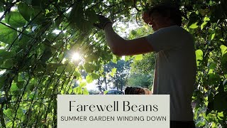 Harvesting the last of the dry beans | Summer vegetable garden is winding down