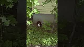 Cat Decides to Take a Bath in the Shade