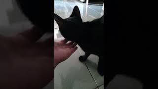 JOko, si kucing hitam rumahan yang lulut