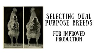 Selecting Dual Purpose Breeds - For Improved Production