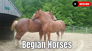 Begian Horses Facts in Post Equine University Horse Breeding #secretanimals @secret_animals