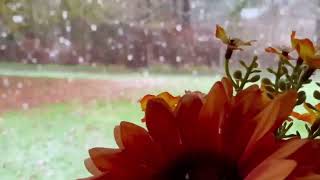 Giant snowflakes, but pretty beautiful.4:15 pm, Vancouver Island, BC/March 3, 2024 (164)