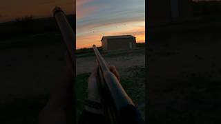 BEST DOVE HUNTING SHOT in the WORLD