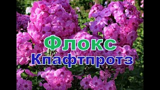 Флокс Кпафтпротз Часть 2