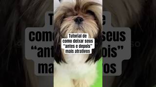 TUTORIAL - Como deixar seus vídeos de antes e depois mais atrativos #pets