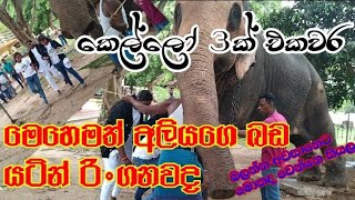 cross the elephant stomach three idiot girls sri lankan tusker elephant  #elephant #viral #trending