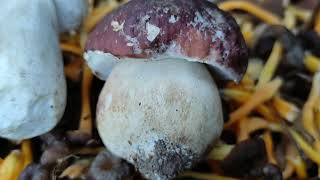 comparación de un boletus edulis  a un pinicola