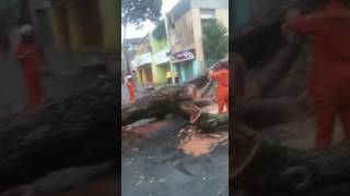 Árvore cai na Rua Augusta, no Centro de Maceió