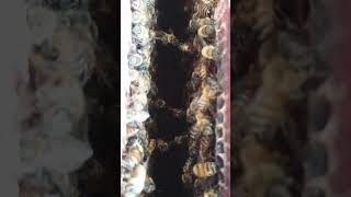 How Honey Bees Build Their House