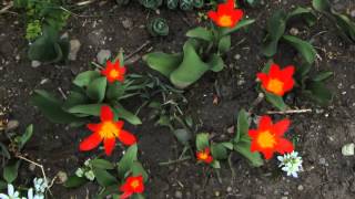 Tulipa kaufmanniana 'Scarlet Baby'