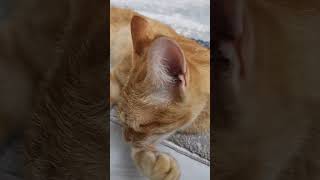 Orange Cat Grooming