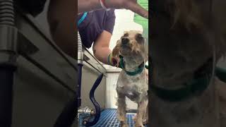 Yorkie Mix at the Grooming Salon