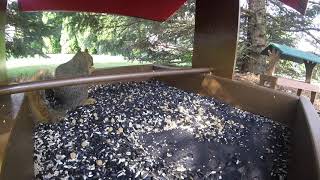 Squirrel enjoys breakfast at the bird feeder