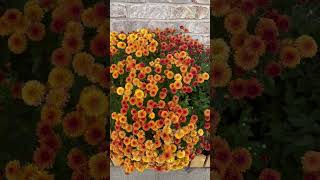 Mums Fall Plants With Beautiful Flowers