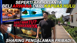 BELI ARWANA DARI KAPUAS, SEPERTI APA PROSESNYA? Mending Pergi Langsung?