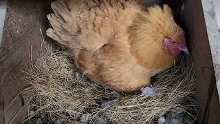 How to break a broody hen.