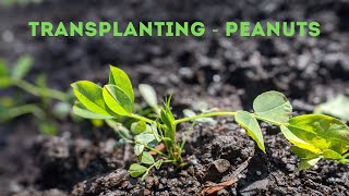 Growing Peanuts in colder climates - Update