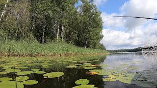 Не думал что в траве столько Рыбы!  Воблеры РУЛЯТ!