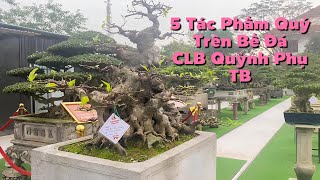 5 Tác Phẩm Quý Trên Bể Đá CLB Quỳnh Phụ TB