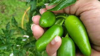 A Rainy 🌧 Day Harvest & Garden Walk Through #growyourownfood #enjoygardening #peppers#sorrel #greens