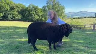 Brecon Virtual Show Sheep Young Handler - Entry: Eryn Stephens