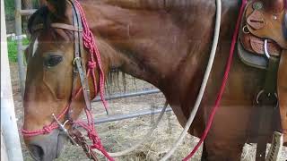 Grande Fino, Amazing Paso Fino Horse, Rare, Beautiful and So Much More