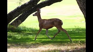 BABY DEERS , CON NAI VAǸG. Ỡ MỸ̀