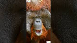 Facts About Male Orangutans You Won't Believe #shorts #shortsfeed #facts #weirdanimals #mystery