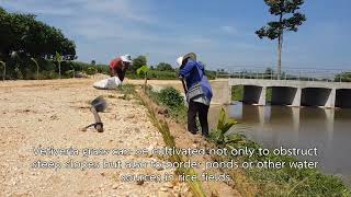 Vetiver System for Soil and water Conservation in Thailand