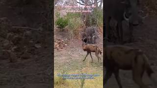 🐗Warthog protects the family from Wild Dog🐶#youtube #warthog #wilddog #amazingfacts #ytshorts