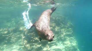 Cabo Day Trip to Espiritu Santo Island