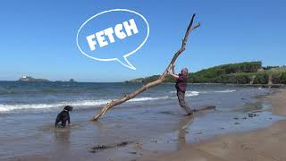 Fetch.