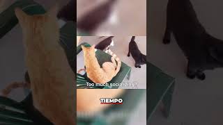 El Impacto del Destete en el Comportamiento de los Gatos