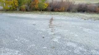 Wyoming's longest, recorded cow pie - 2022