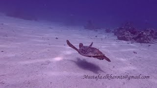 Diving the Red Sea