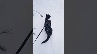 Нарешті сніжок❄️ Ходімо гуляти!😺❤️ #котики #зима #сніг #прогулянка