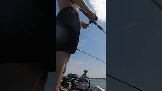 Catching giants and hurting the bank account… New video tomorrow @ 6pm CST. #shortvideo #short