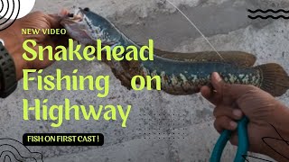 Murrel fishing on the highway | Snakehead Fishing | Haruan | Gabus