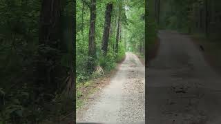 The Forest and the Crows , tree lined road