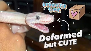 Unboxing a Deformed, BUT CUTE white Snake !!!