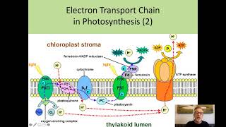 B7-7 In depth Look at Photosynthesis