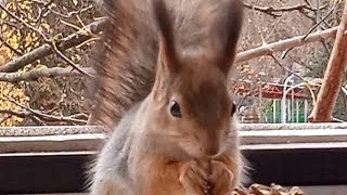 Бусинка пришла на завтрак ⛄🍁🐾🏡😋🌰🐿❤ #белка #белочка #squirrel