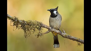 #lovebirds Himalayan Bulbuls #birdsofhimalaya #birds #love #birdslove #dating #kiss #4k #romance