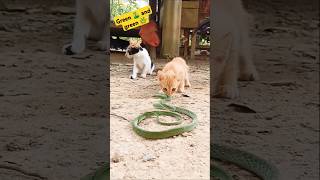 Green 🐍 and green leaves #reels #shorts #usa #snakes #cat #wildlife