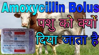 Amoxycillin vet.Bolus Uses in Hindi | जानिए यह  एंटीबायोटिक दवा पशु में क्या काम आती है |