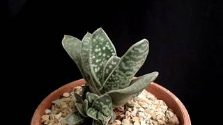 Botanic - Gasteria Gracilis