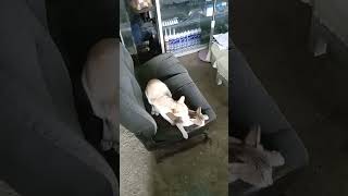 Bakit nman kayo ganyan🤣 #catlover #kucing #pusa #mycats #shortsvideo #short #shortsfeed #funnycat