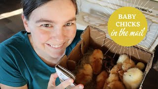 Chicks in the MAIL | Most adorable package